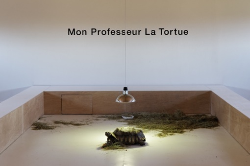 Shimabuku, Mon Professeur la Tortue. Production du centre international d’art et du paysage de l’île de Vassivière. Courtoisie de l’artiste et Air de Paris, Paris. Photographie : Aurélien Mole