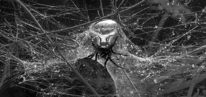 Tomás Saraceno, Spiders under water