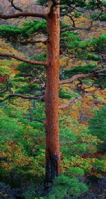 Kuk-Hyun Chang, Les pins rouges d’Uljin en Corée