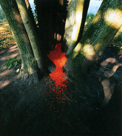 © Nils-Udo, Sans titre, 1999. Tilleuls, sorbes, Aix-la-Chapelle, Allemagne. Ilfochrome sur aluminium 100 x 90 cm. N° 1/8. Courtoisie galerie Claire Gastaud