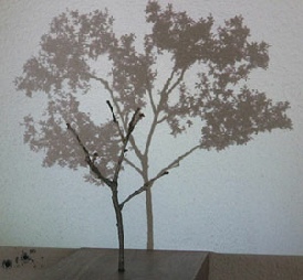 Samuel Rousseau, L’arbre et son ombre, vidéo, 2008-2009