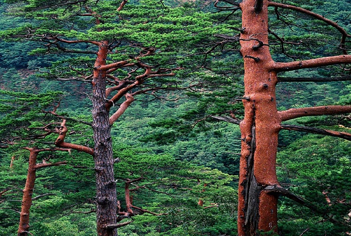 Kuk-Hyun Chang, Les pins rouges d’Uljin en Corée
