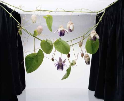 anna Kannisto, Passiflora ambigua, 2010. C-print Fuji Chrystal archive, 75 x 93 cm. Photo couleur. Courtoisie Galerie La Ferronnerie © Sanna Kannisto