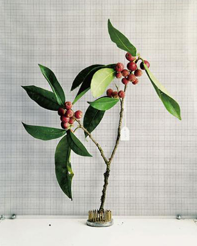 Sanna Kannisto, Moraceae : Ficus pertusa, 2001, c-print