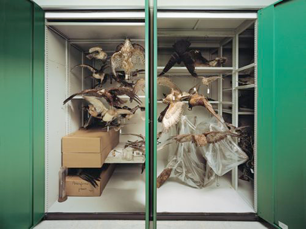 Pierre Filliquet, Musée zoologique, 2007. Extrait du livre « Histoire Naturelles » (édition des musées de Strasbourg)